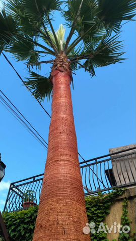 Срез коры пальмы.Кора пальмы