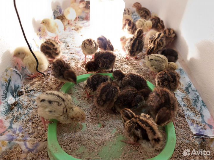 Перепелята