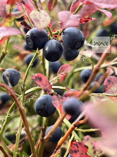 Участок 63,4 сот. (СНТ, ДНП)