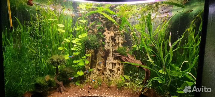 Гуппи эндлера