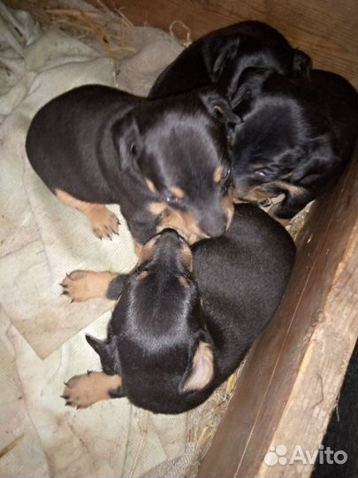 Щенки ягд-терьер