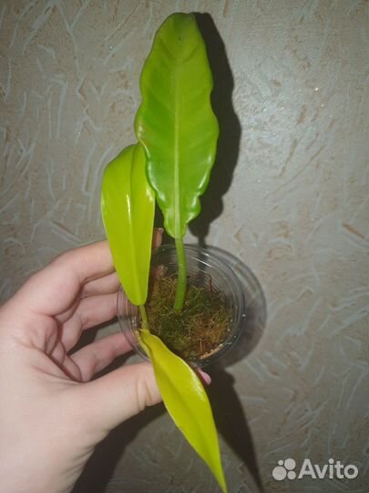 Филодендрон Golden crocodile, Ring of fire