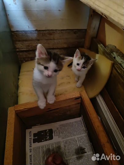 Котята ищут дом