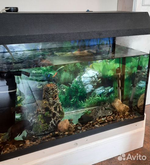 Аквариум и цихлиды