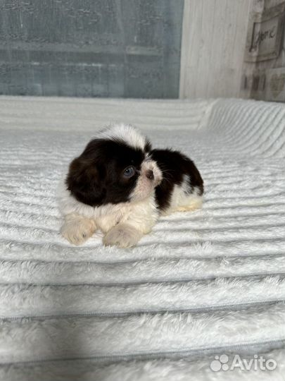 Ши-тцу редкий окрас шоколад