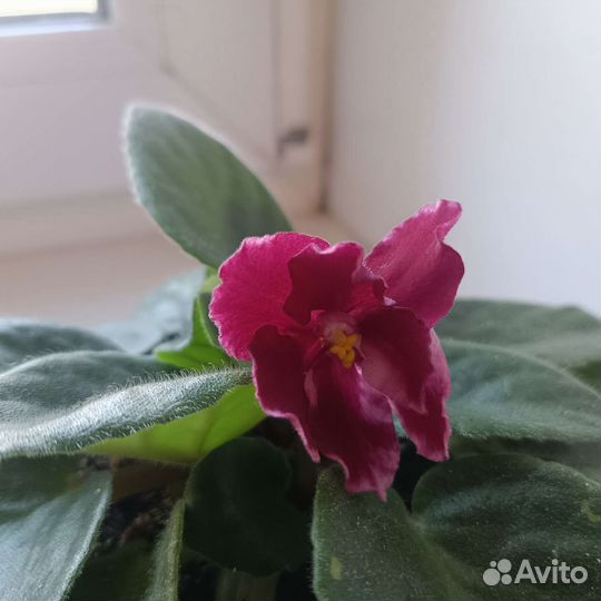 Фиалка сортовая