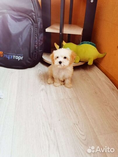 Мальтипу мини крошка f1 c родословной