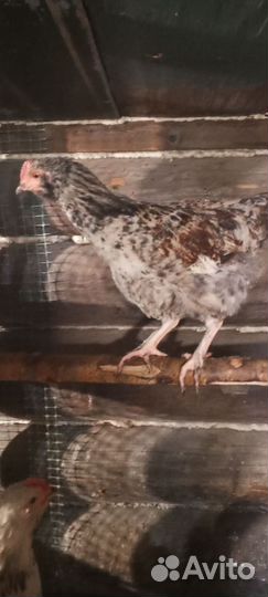 Петух 3,5 месяца