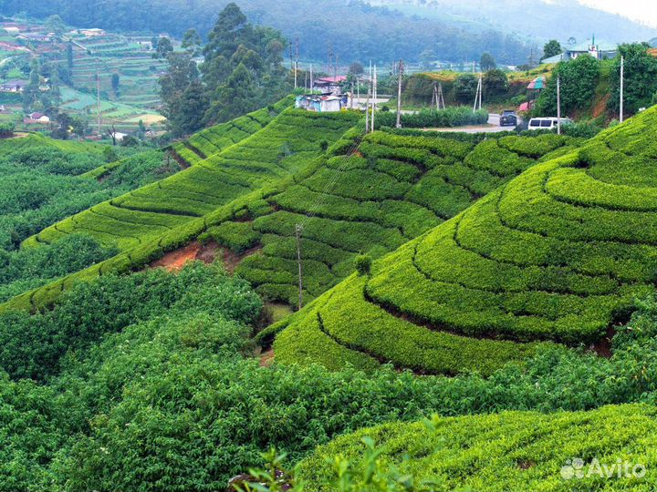 VIP-тур на Шри-Ланку на 7 нч