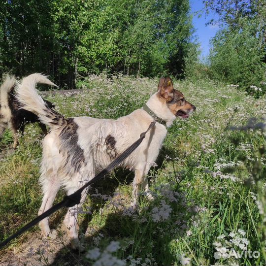 Кася ищет дом