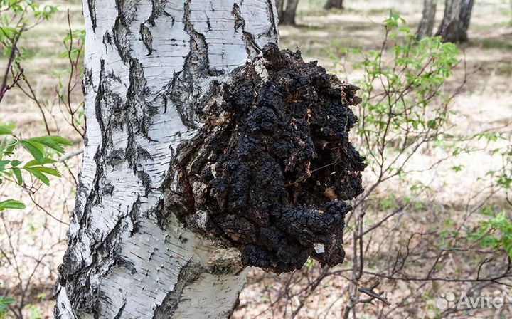 Чага березовая