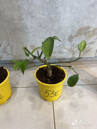 Лимонное дерево без плодов