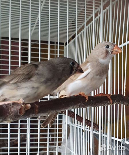 Зебровые амадины