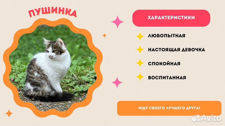 Котята в добрые руки