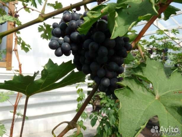 Саженцы винограда, роз, декоративных растений