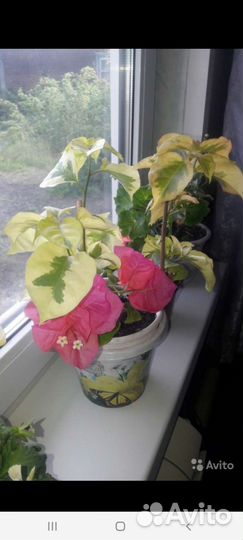 Бугенвиллия взрослая