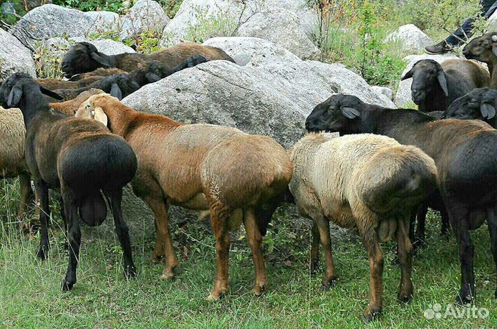 Овцы, Бараны, овцематки, ярки, баранина