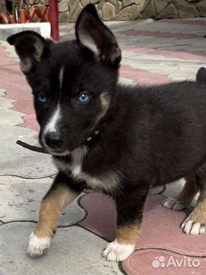 Не обычная голубоглазка