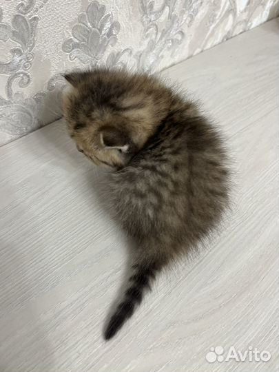Шотландская
