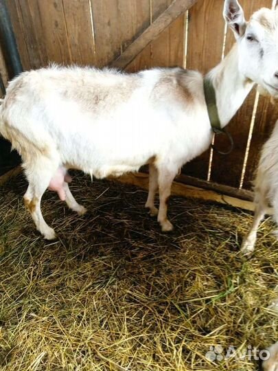 Овечки козы