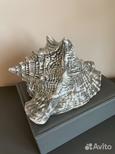 Ракушка морская большая