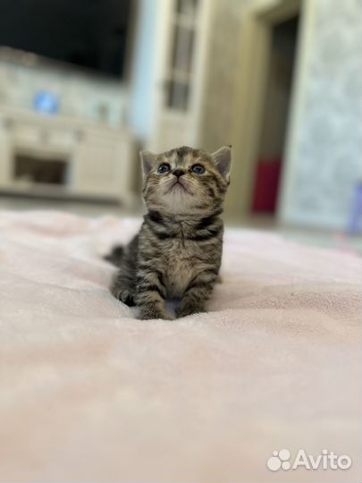 Британские котята