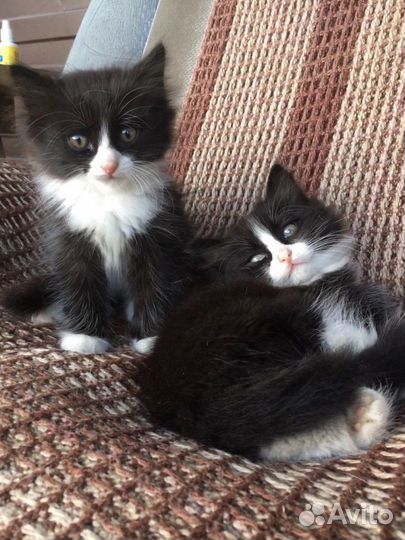 Котята отдам в добрые руки бесплатно