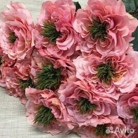 5 саженцев японских роз