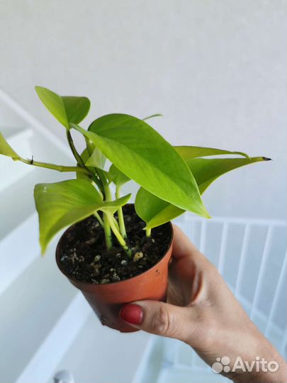 Сциндапсус золотистый