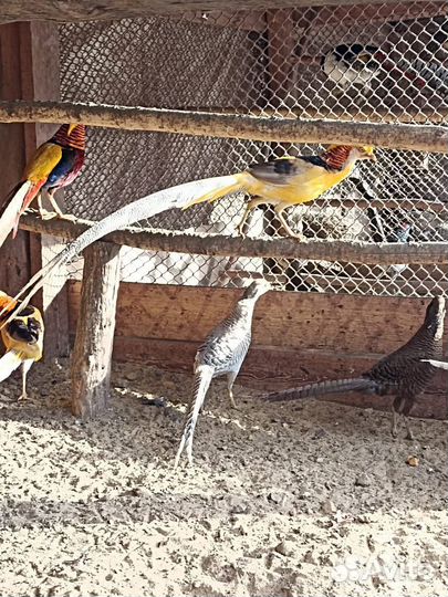 Павлины, фазаны, декоративные утки