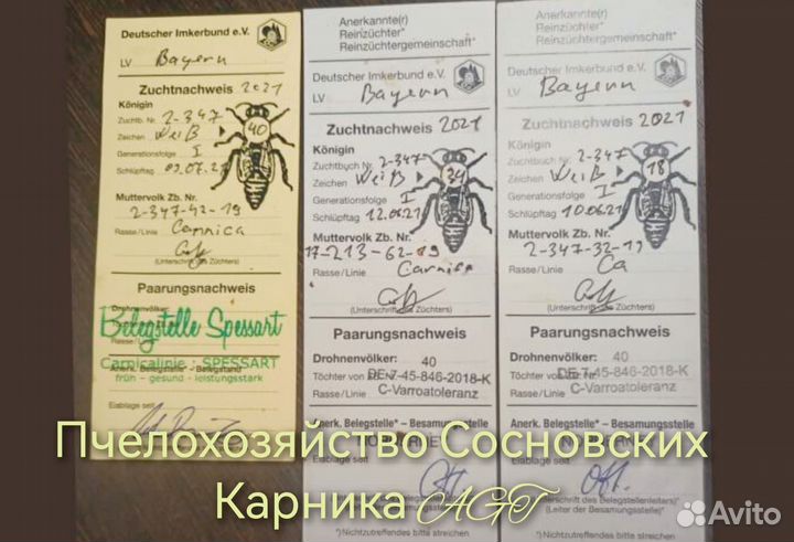 Пчелопакеты Карника, Бакфаст 2025