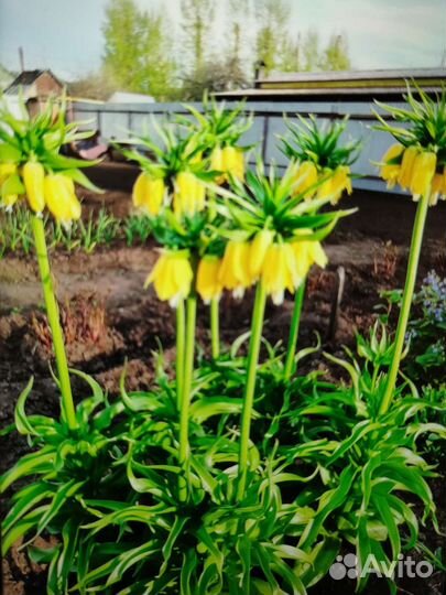 Рябчик императорский желтый