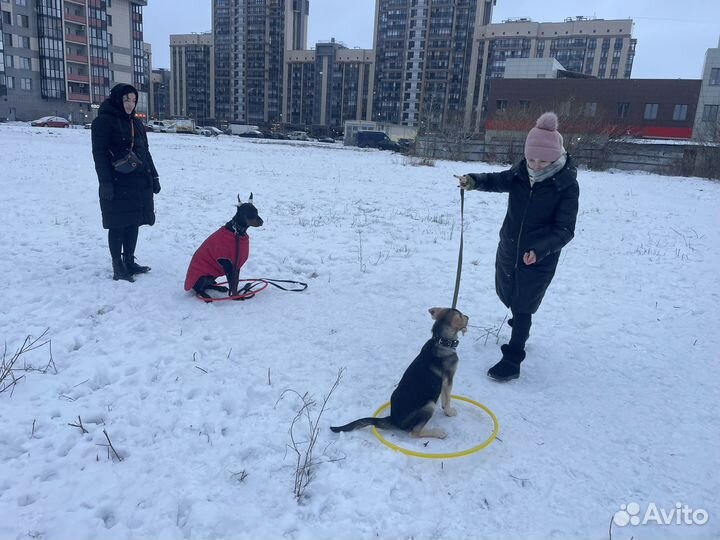 Передержка у кинолога Стационарная дрессировка