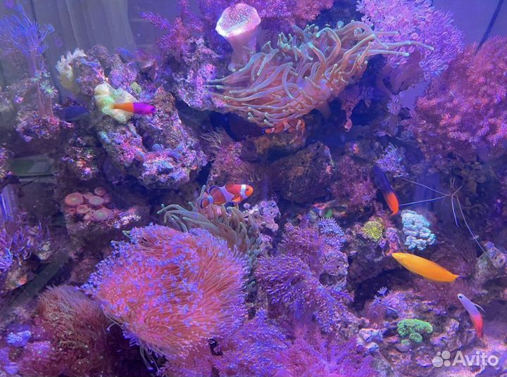 Кораллы в морской аквариум