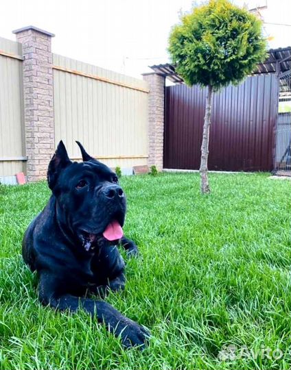 Газон посевной, укладка рулонного газона под ключ