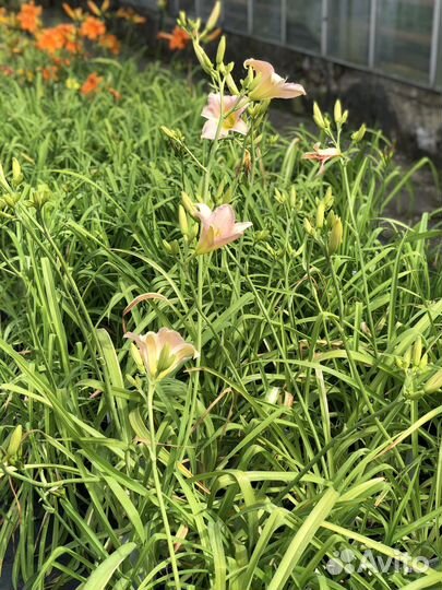 Лилейники сортовые лилейник