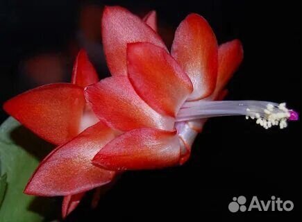 Шлюмбергера (декабрист)