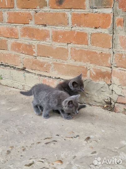 Котята