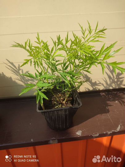 Бузина Голден Тауэр