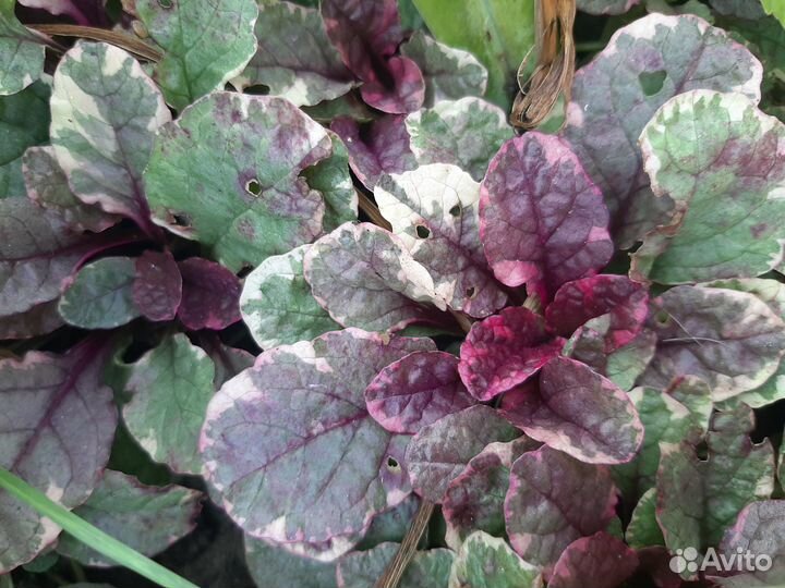 Живучка ползучая