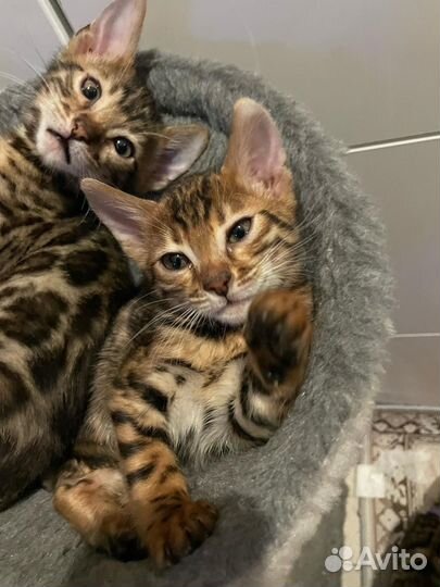 Бенгальская