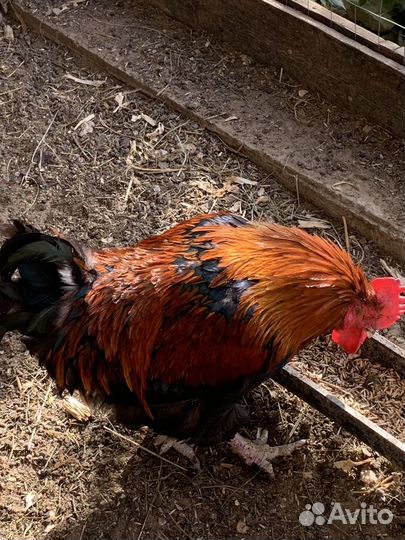 Петух молодой Моран