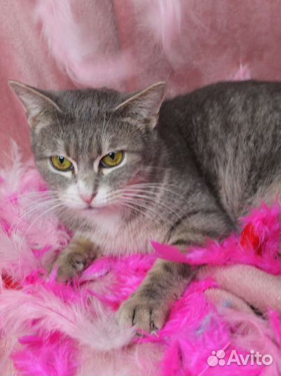 Кошка с шикарным взглядом