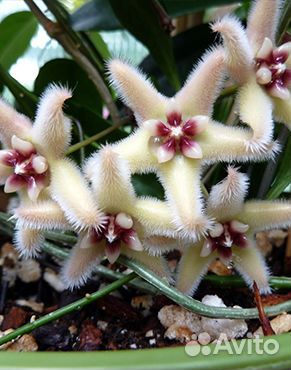 Хойи подросшие и черенки разные