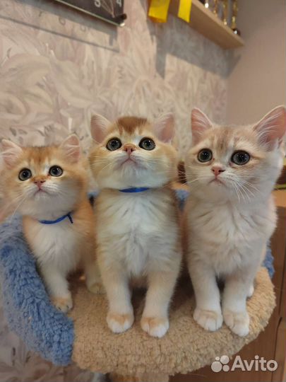 Британские золотые котята