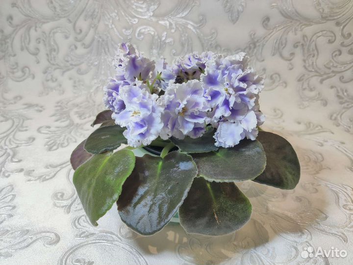 Взрослая фиалка сорта ек-Снежные Карпаты