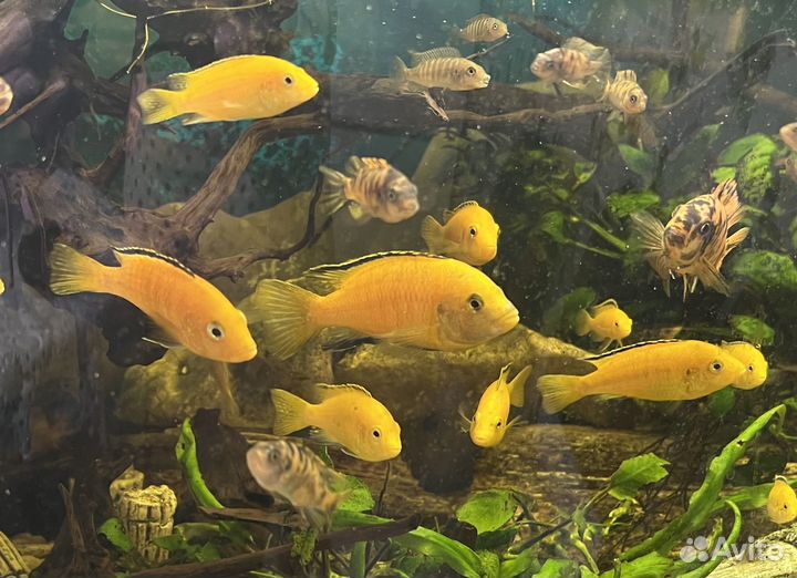 Цихлида еллоу