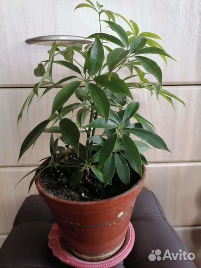 Комнатные цветы шефлера