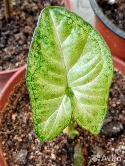 Сингониум в ассортименте