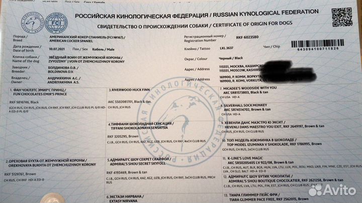 Америанский кокер-спаниель для вязки